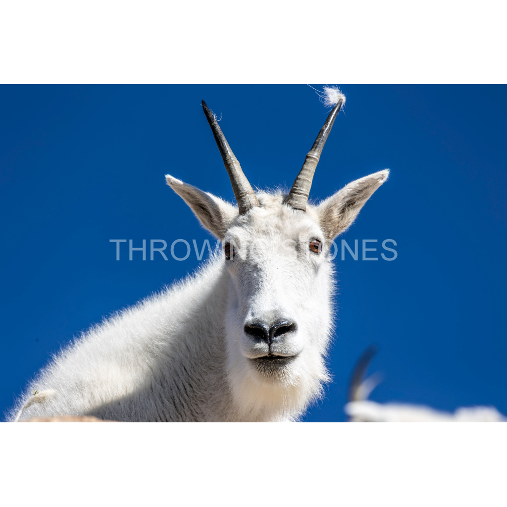 Mountain Goat,  Mt. Blue Sky
