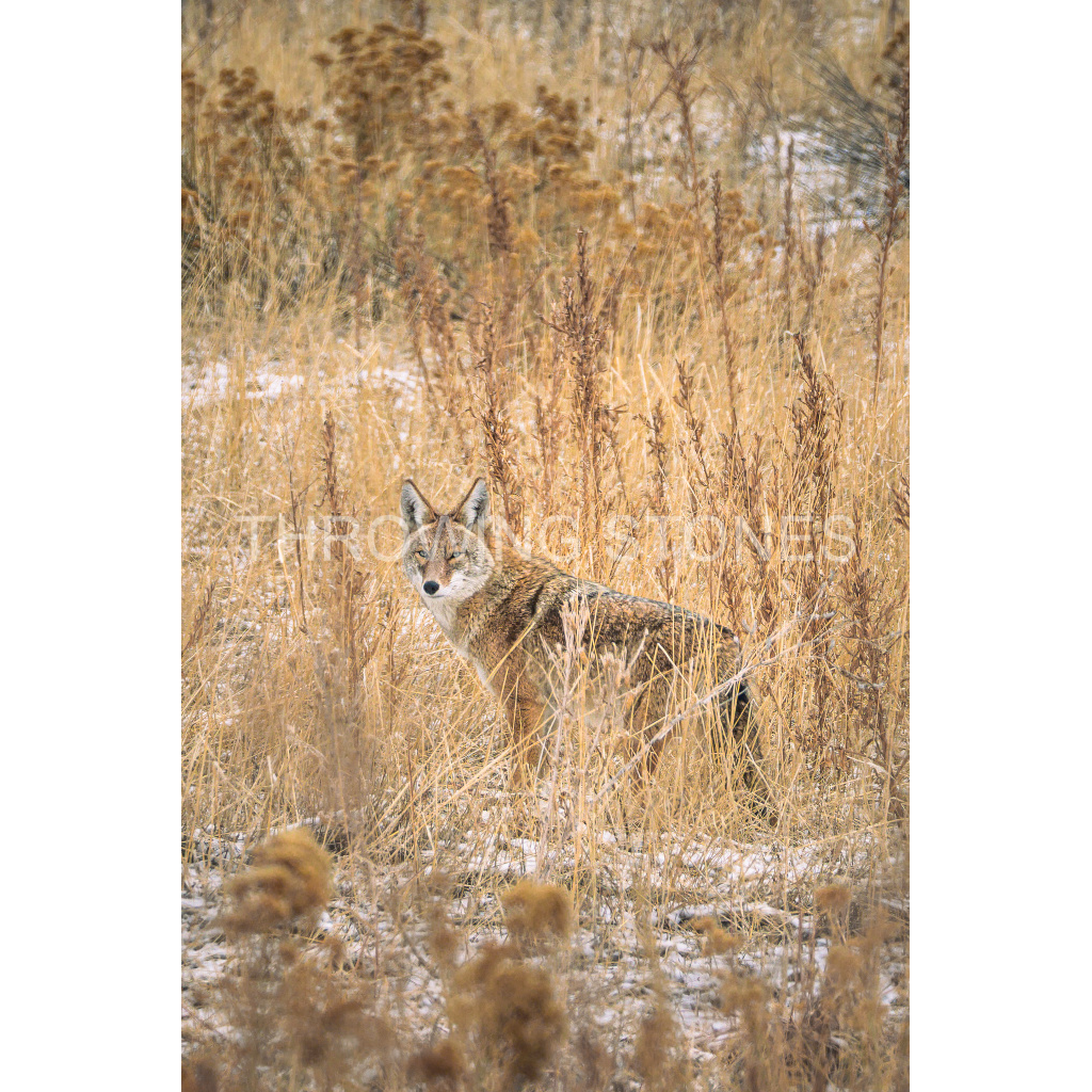 Coyote - Cherry Creek State Park