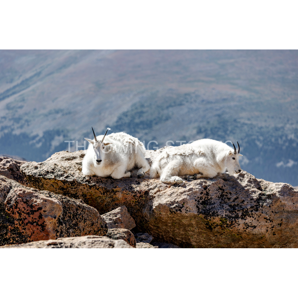 Mountain Goats - Mt. Blue Sky