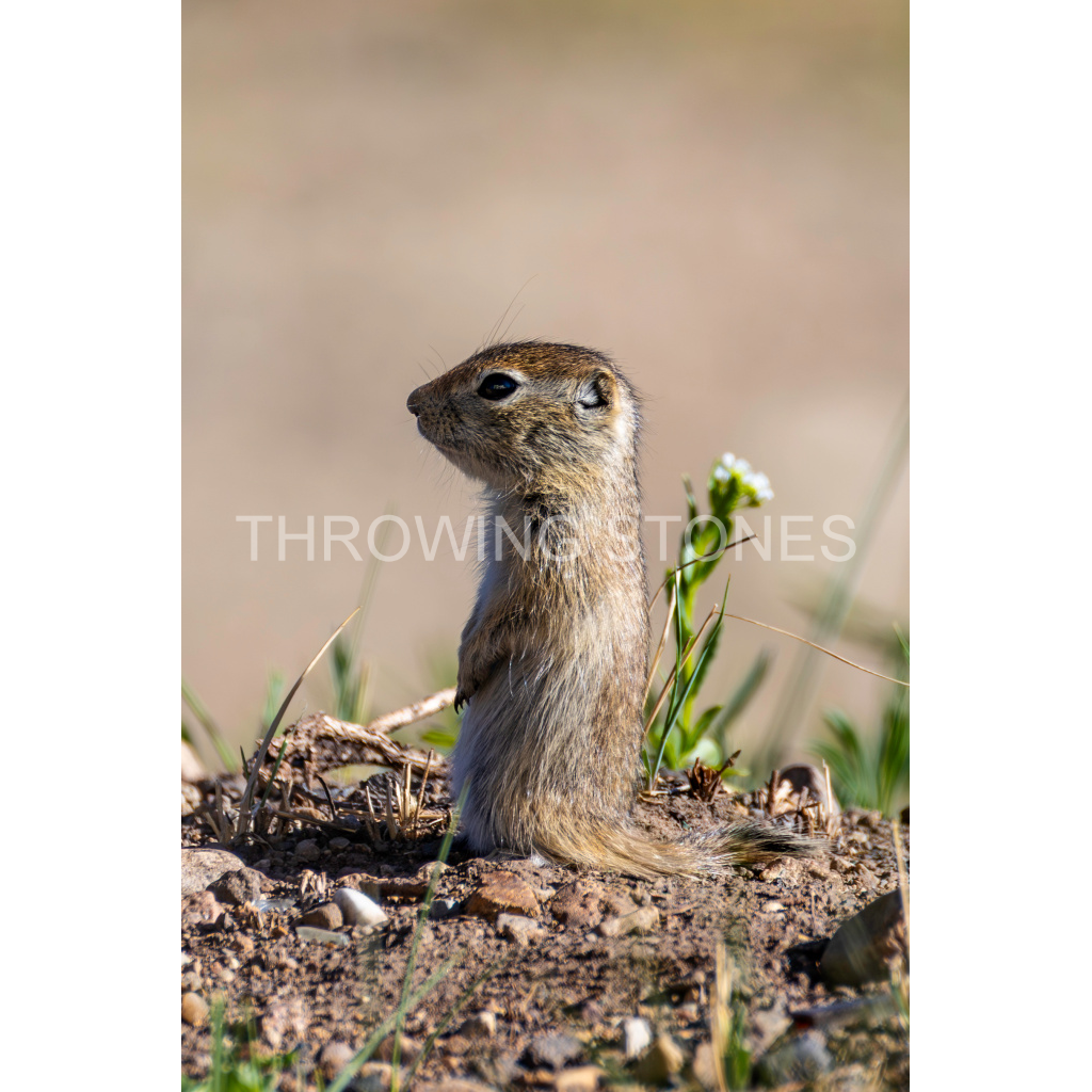 Baby Wyoming Ground Squirrel