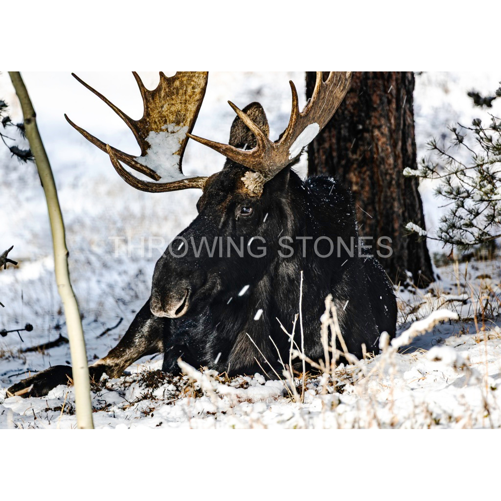 Bull Moose in the Snow