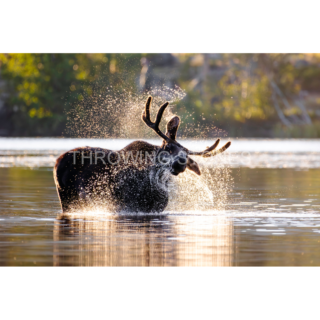 Bull Moose