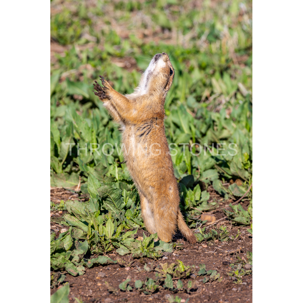 Black-tailed Prairie Dogs