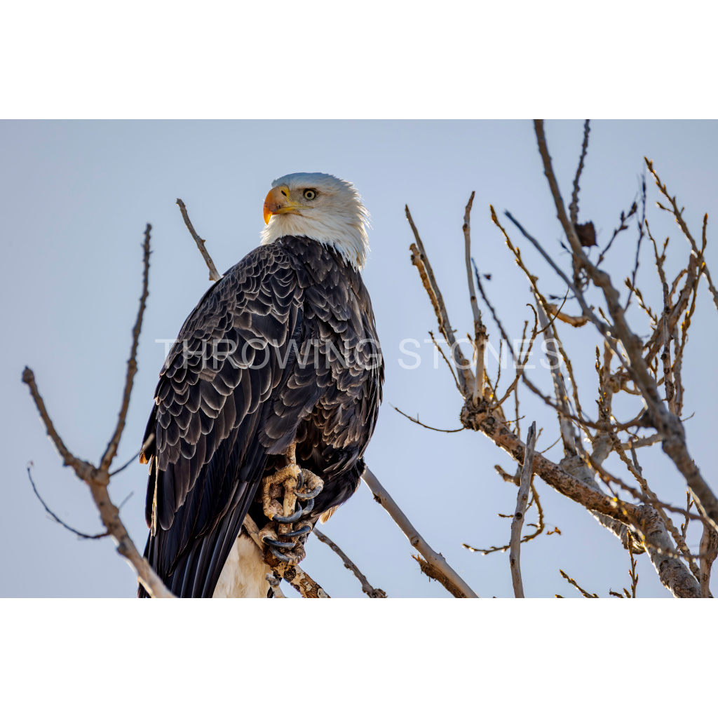 Adult Bald Eagle
