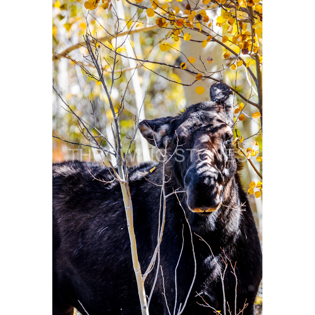 South Park Moose in an Aspen Grove