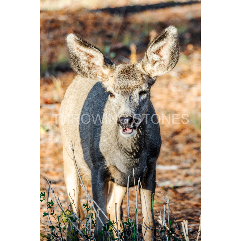 Baby Mule Deer