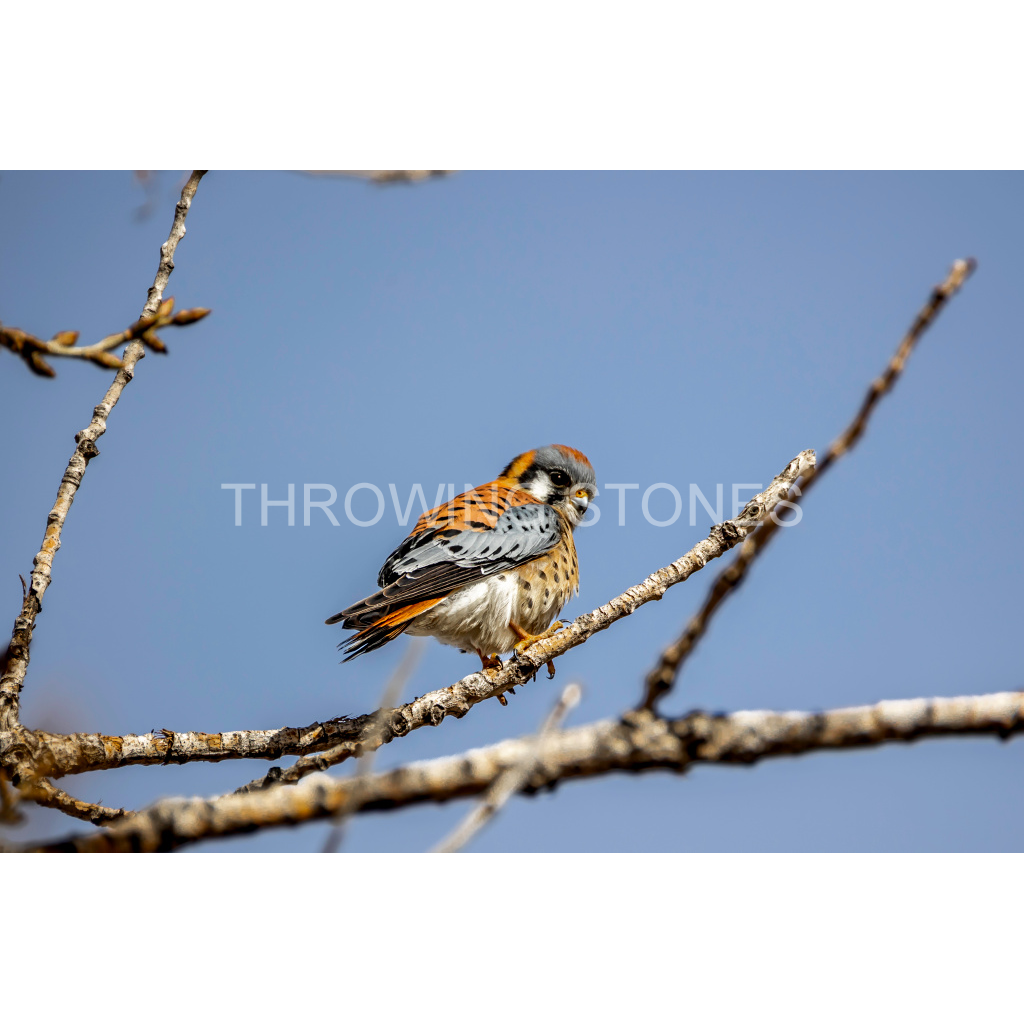 American Kestrel