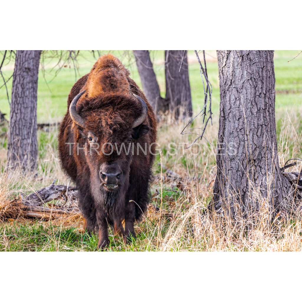American Bison