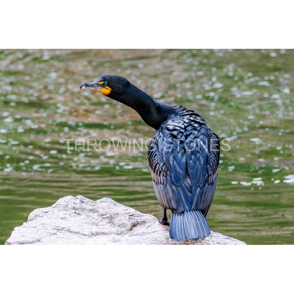 Double-crested Cormorant