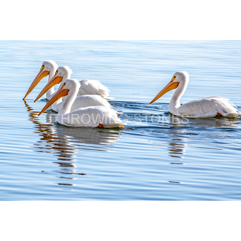 American White Pelicans