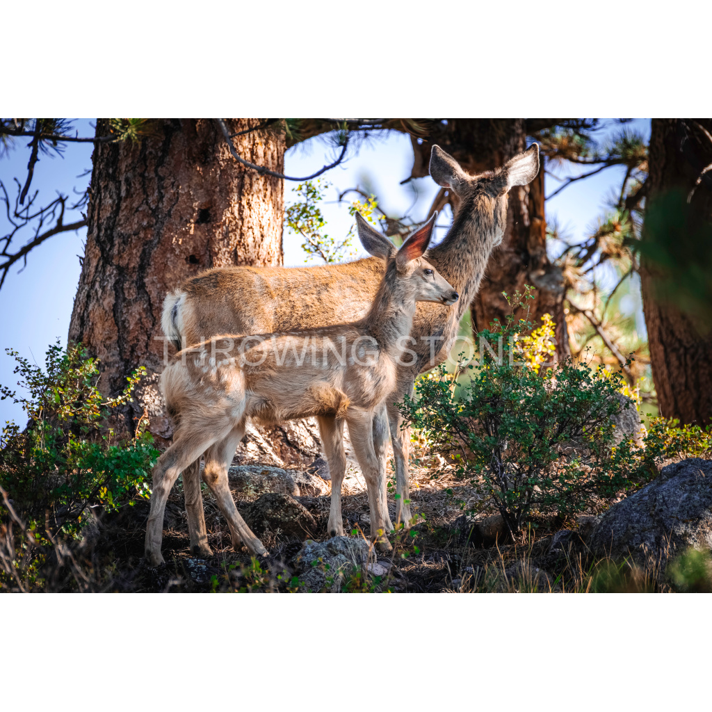 Mom & Baby Mule Deer