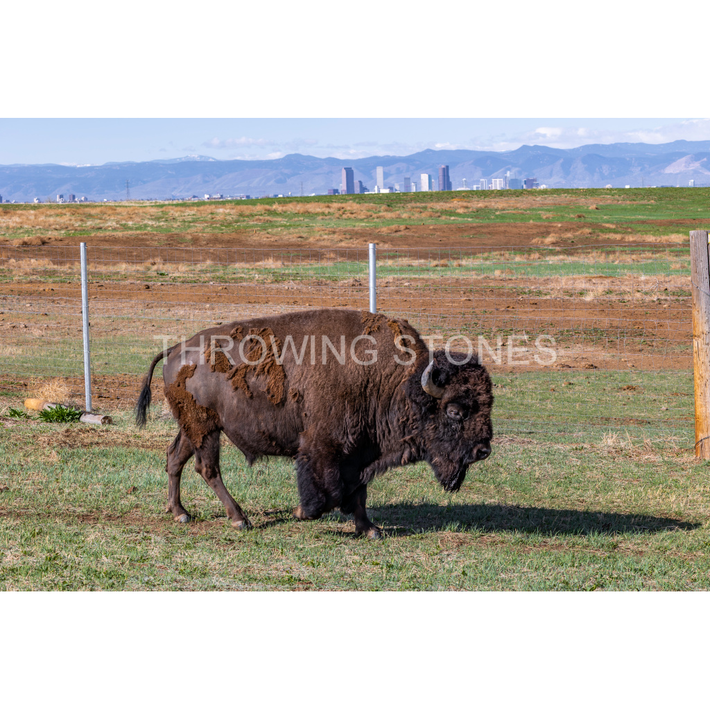 American Bison & Denver Skyline