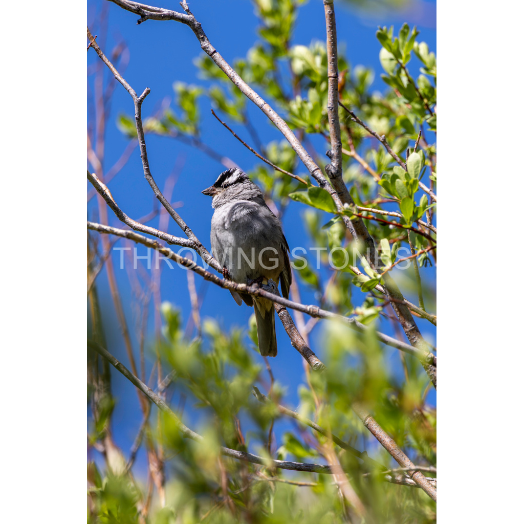 White-crowned Sparrow