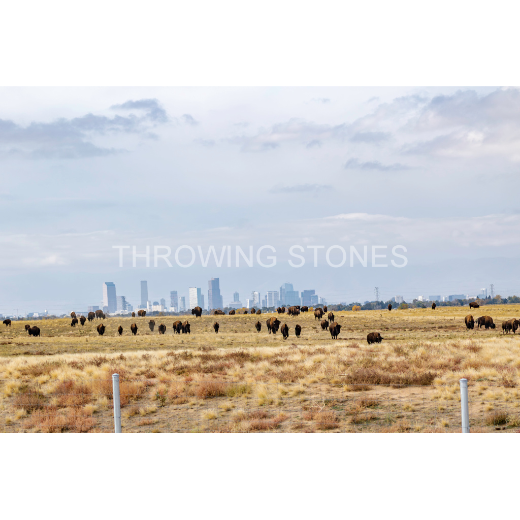 American Bison & Denver Sky Line