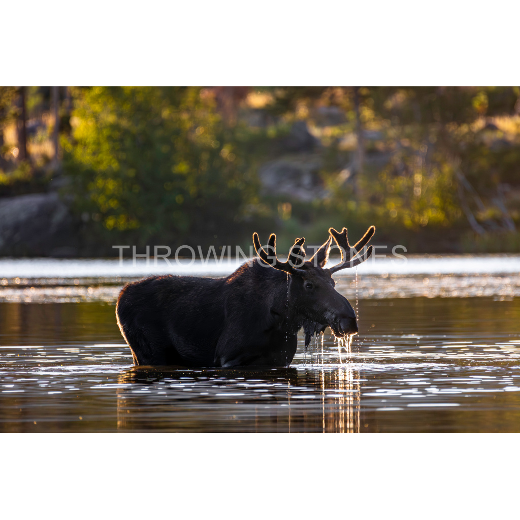 Bull Moose
