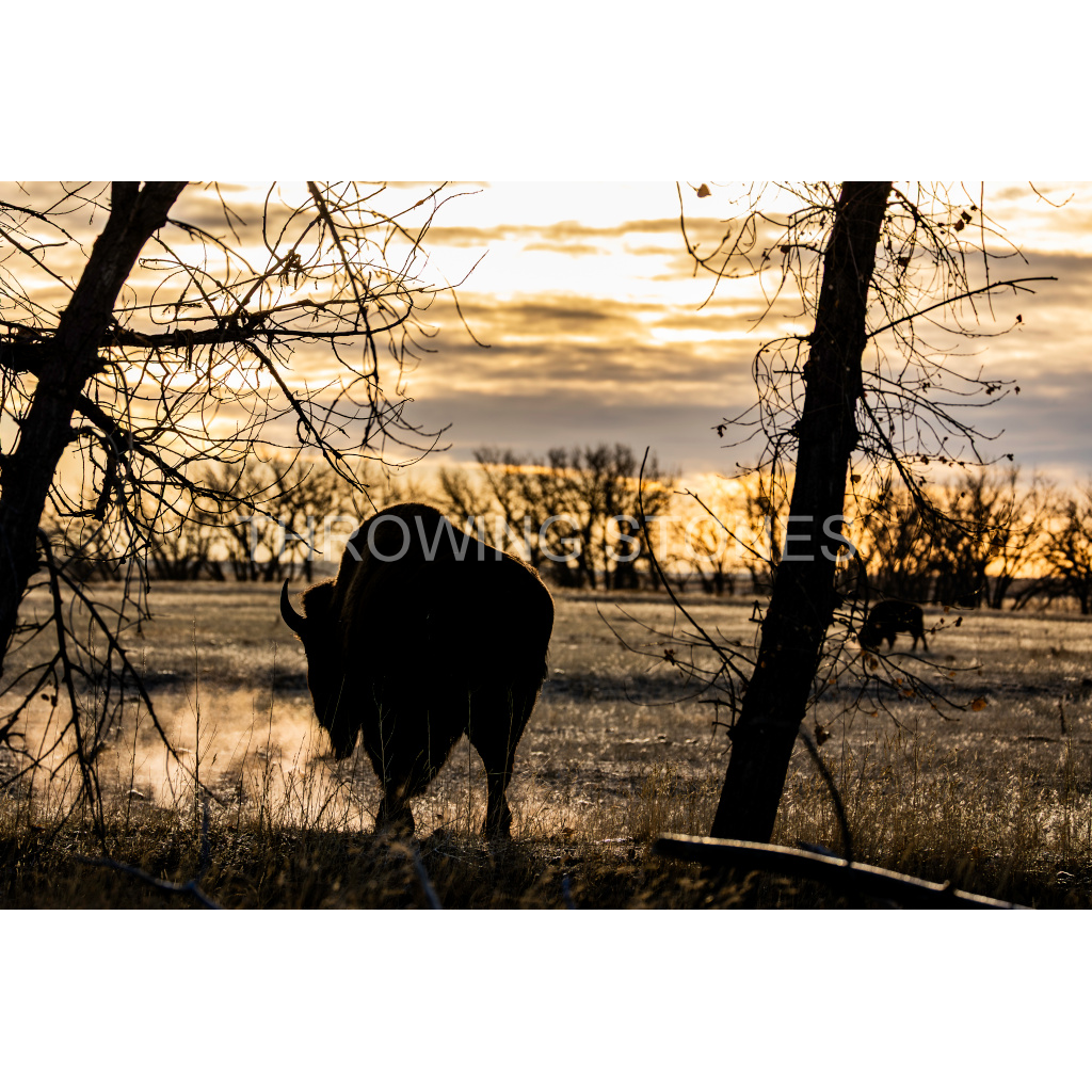 American Bison - Winter Sunrise