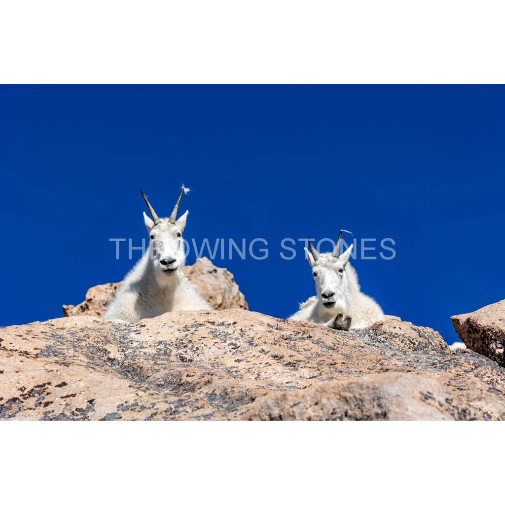 Mountain Goats on Mt. Blue Sky