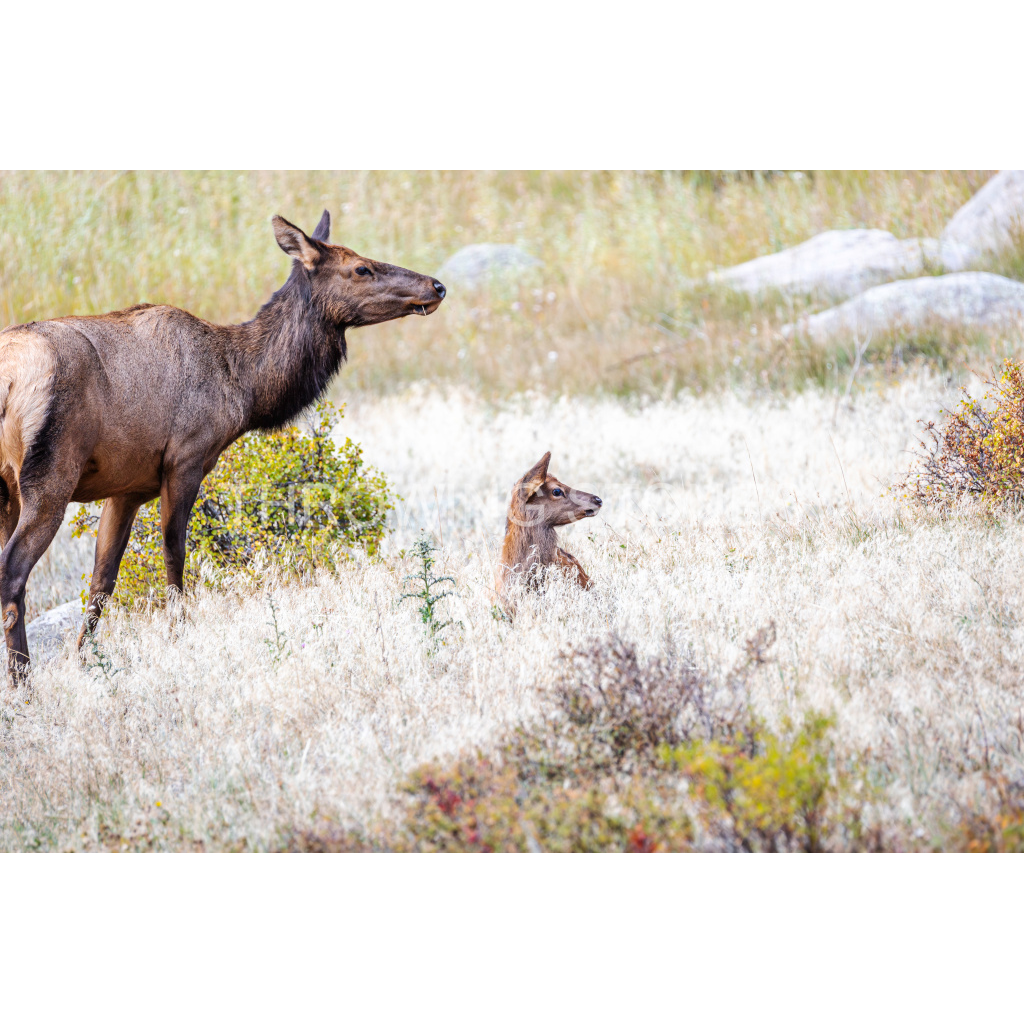 Mom & Baby Elk