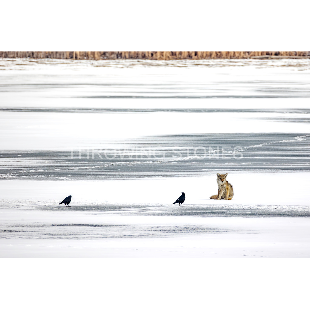 Coyote hanging out on the ice with a few crows