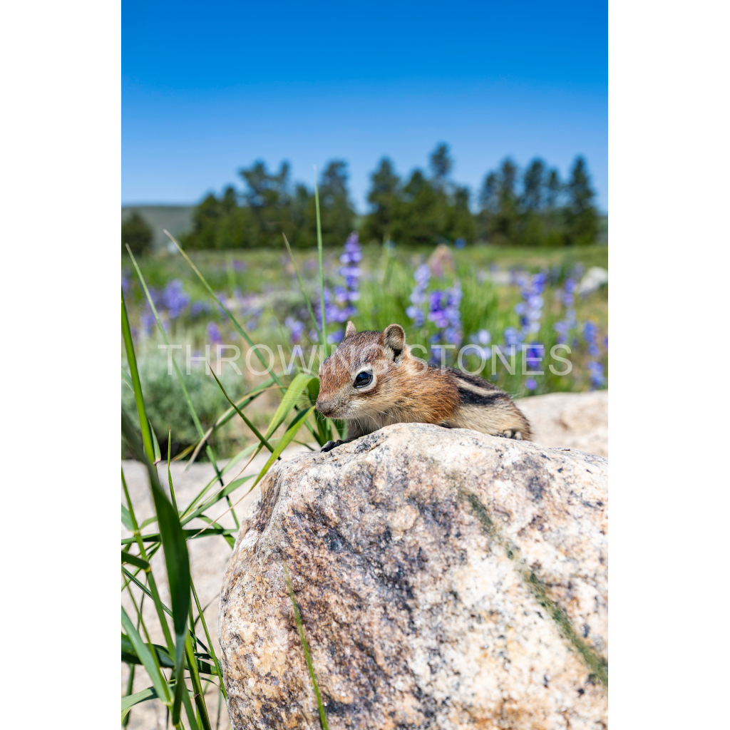 Colorado Chipmunk
