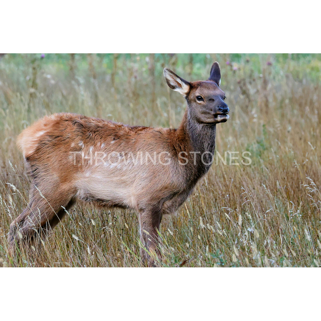 Baby Elk - Moraine Park