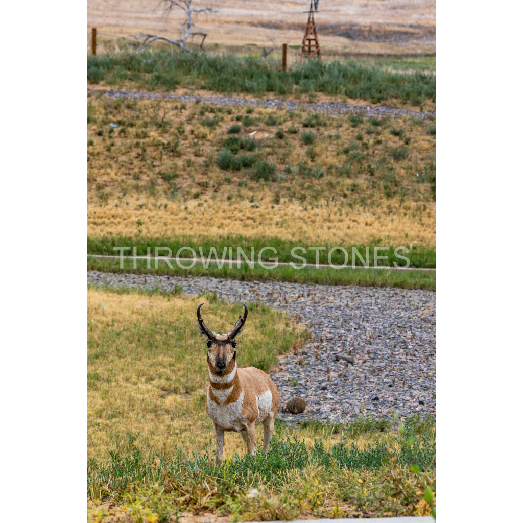 Pronghorn
