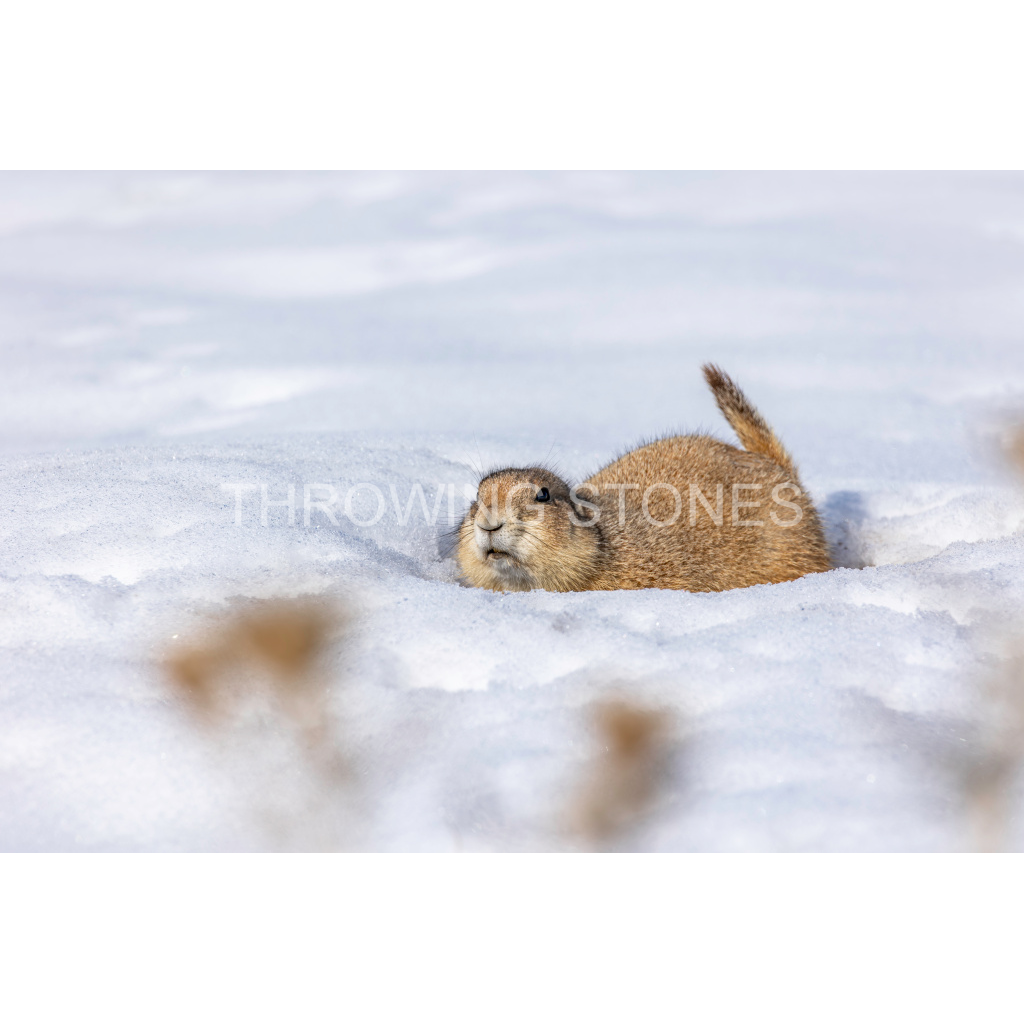 Black-tailed Prairie Dog in the Snow