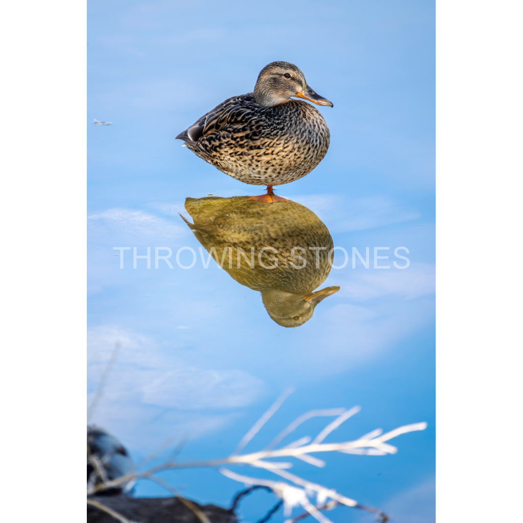 Female Mallard - Cherry Creek State Park