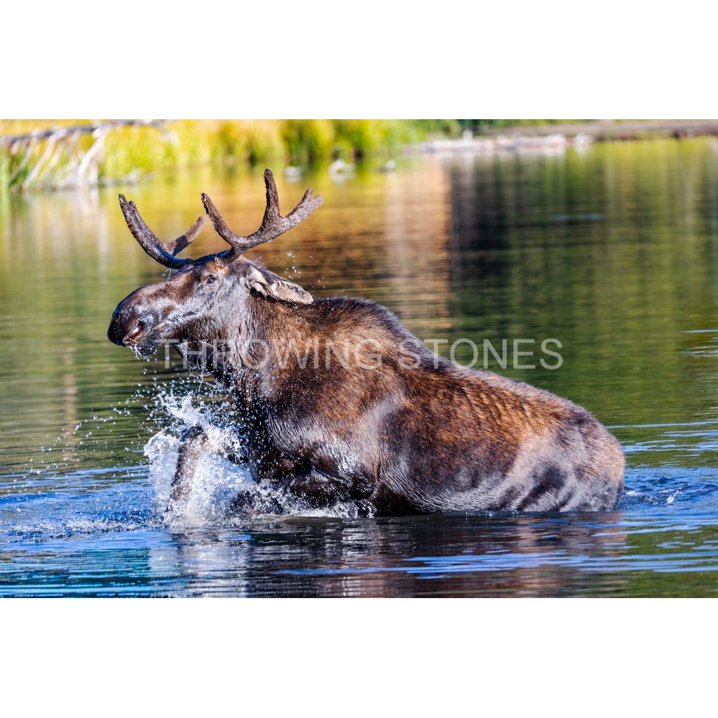 Bull Moose in Sprague Lake