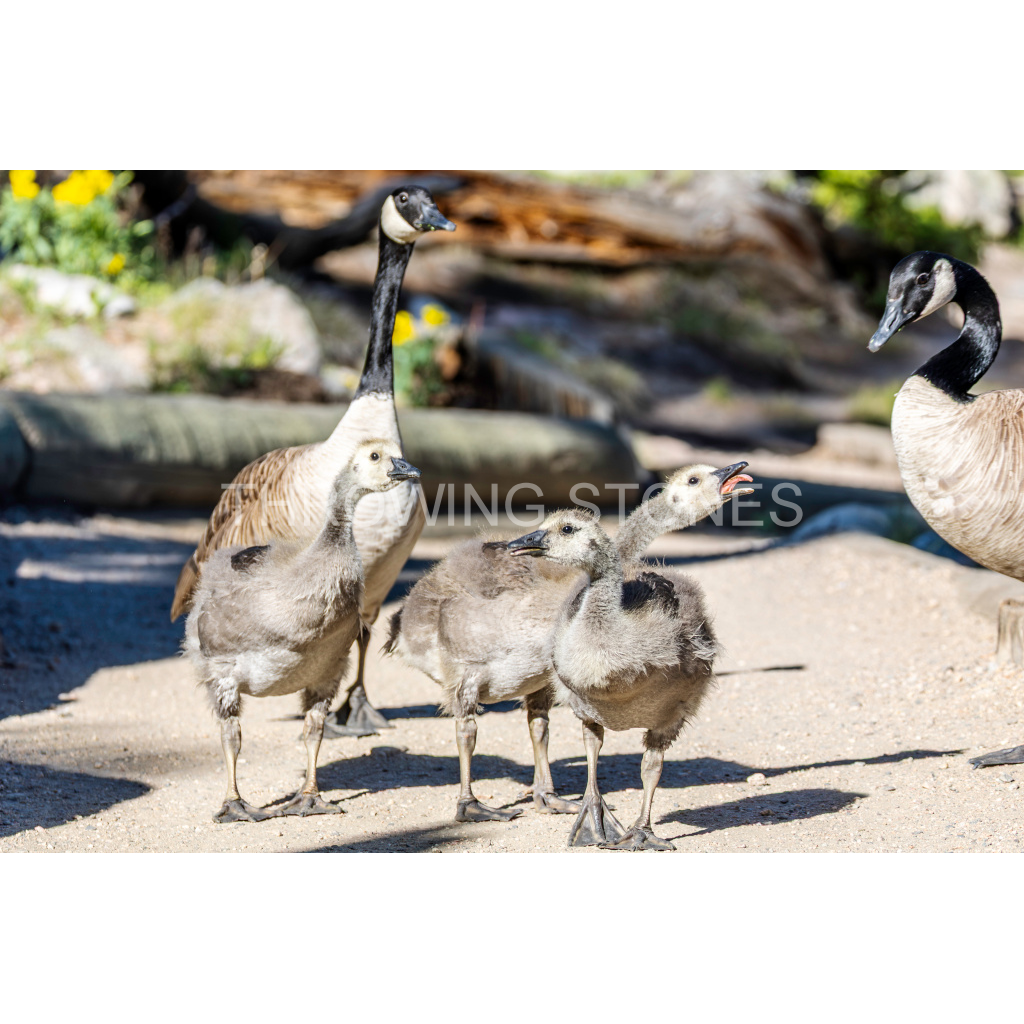 Canada Geese & Goslings