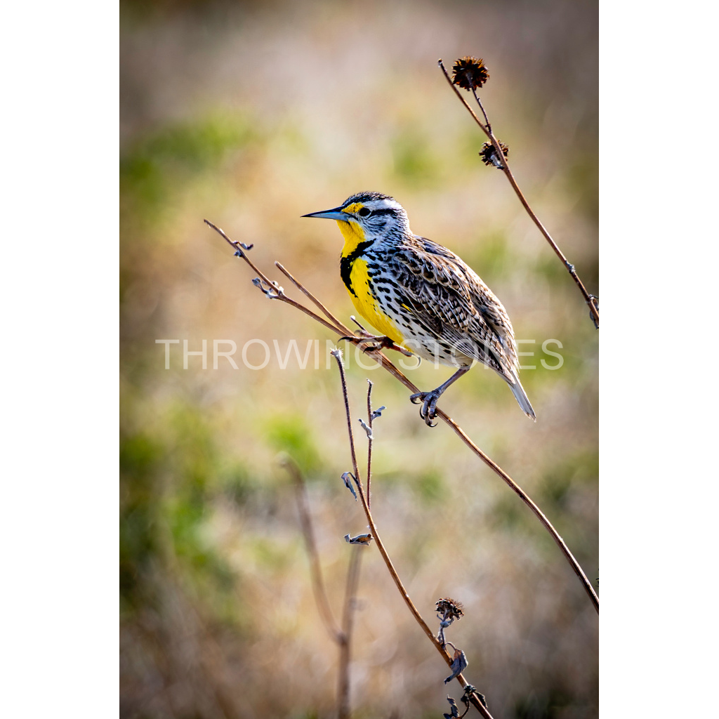 Eastern Meadowlark