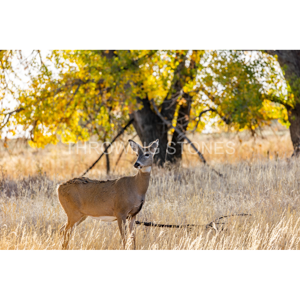 Whitetail Deer