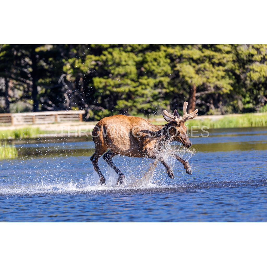 Elk Playing in Sprague Lake