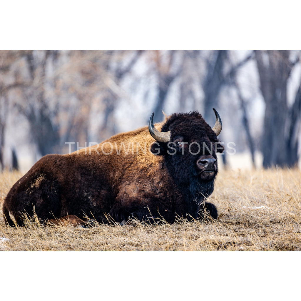 American Bison