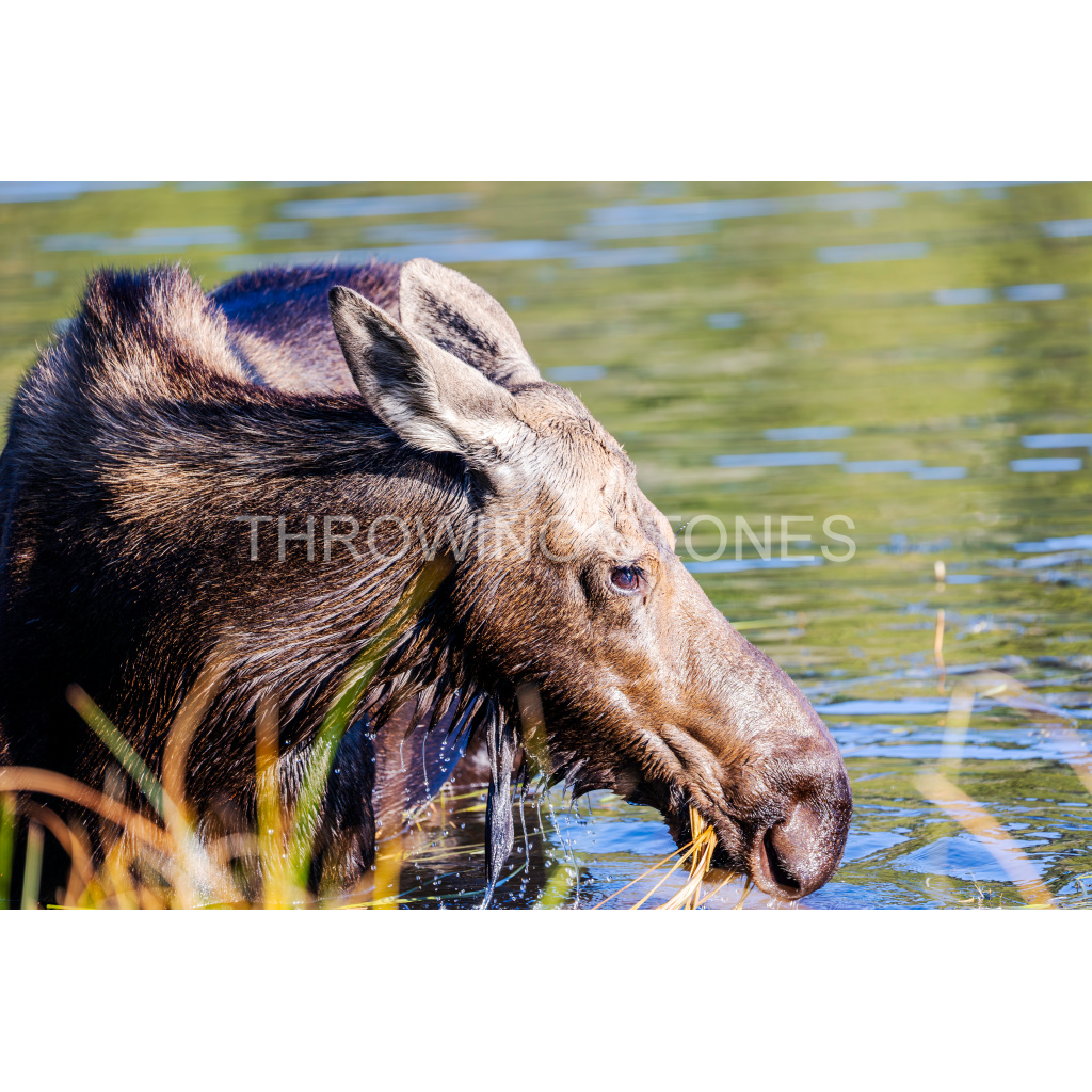 Cow Moose in Sprague Lake