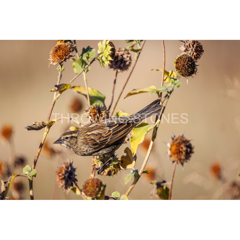Female Red-winged Blackbird