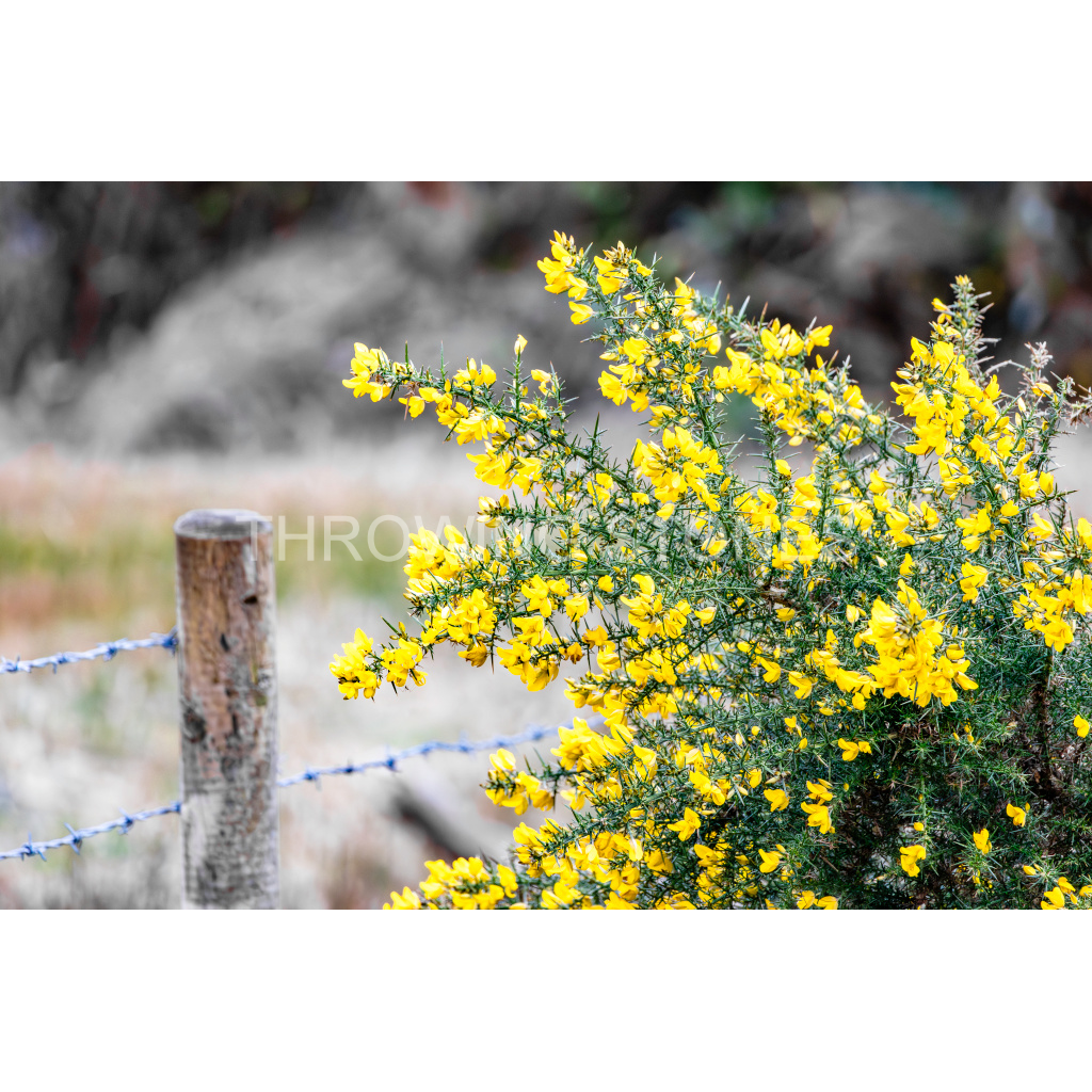 Common Gorse in Bloom