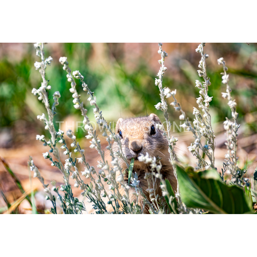 Wyoming Ground Squirrel