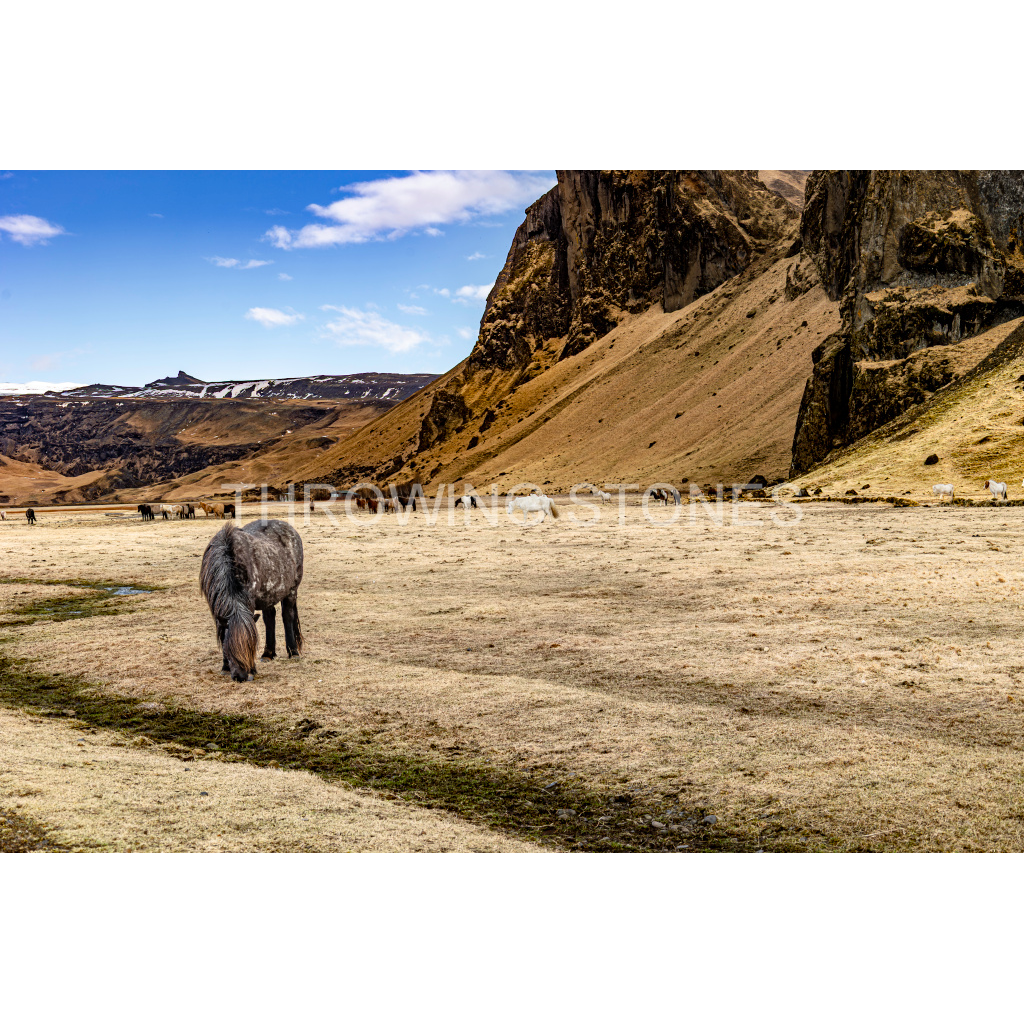 Icelandic Horse
