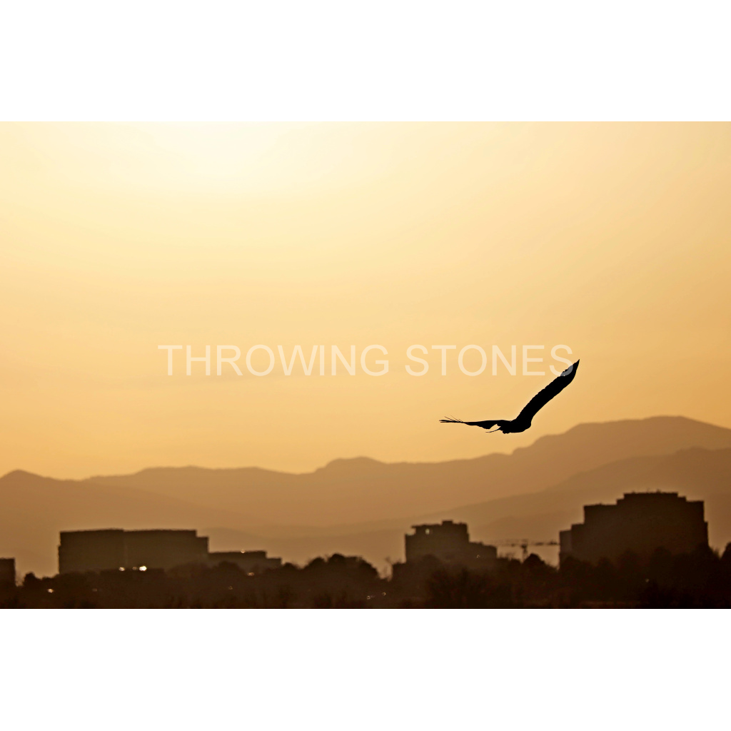 Bald Eagle at Sunset