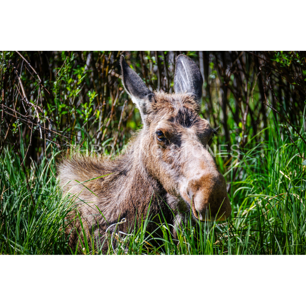 Moose in the Brush