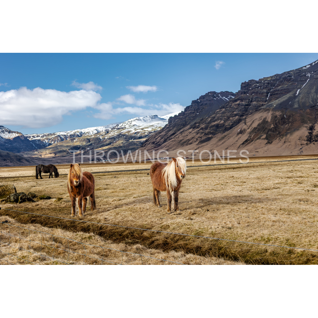 Icelandic Horses