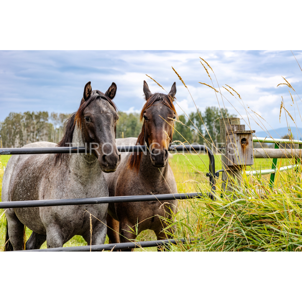 Farm Outside Kalispell