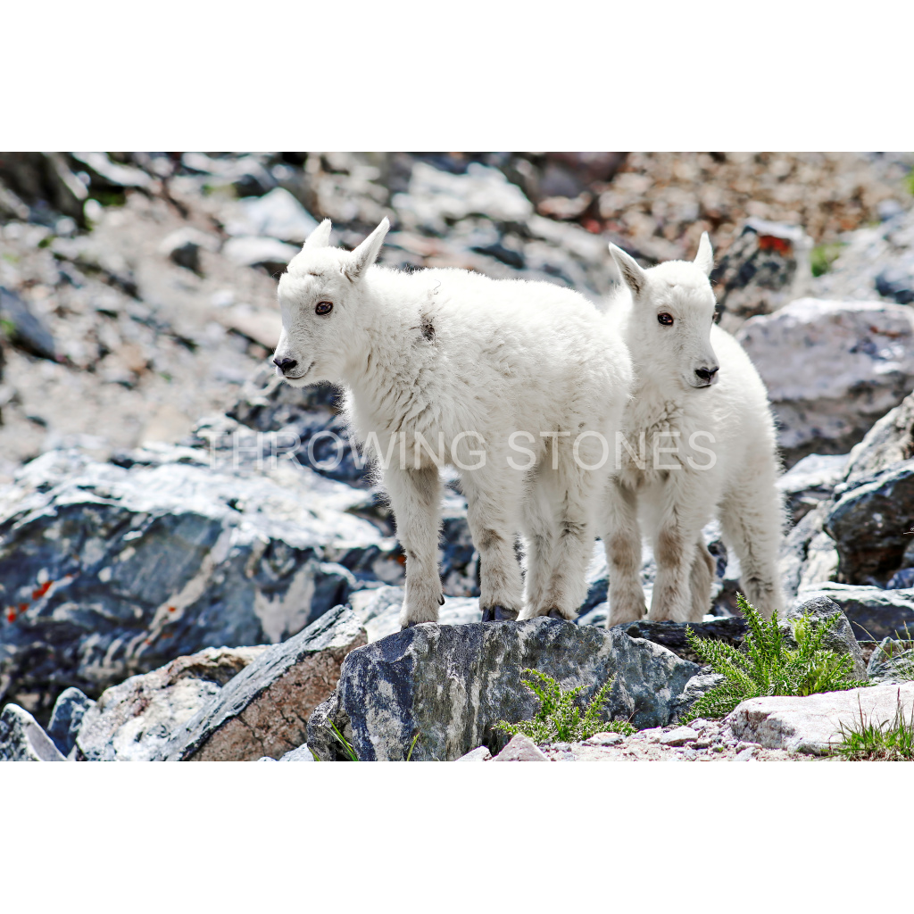 Baby Mountain Goats - Blue Lakes
