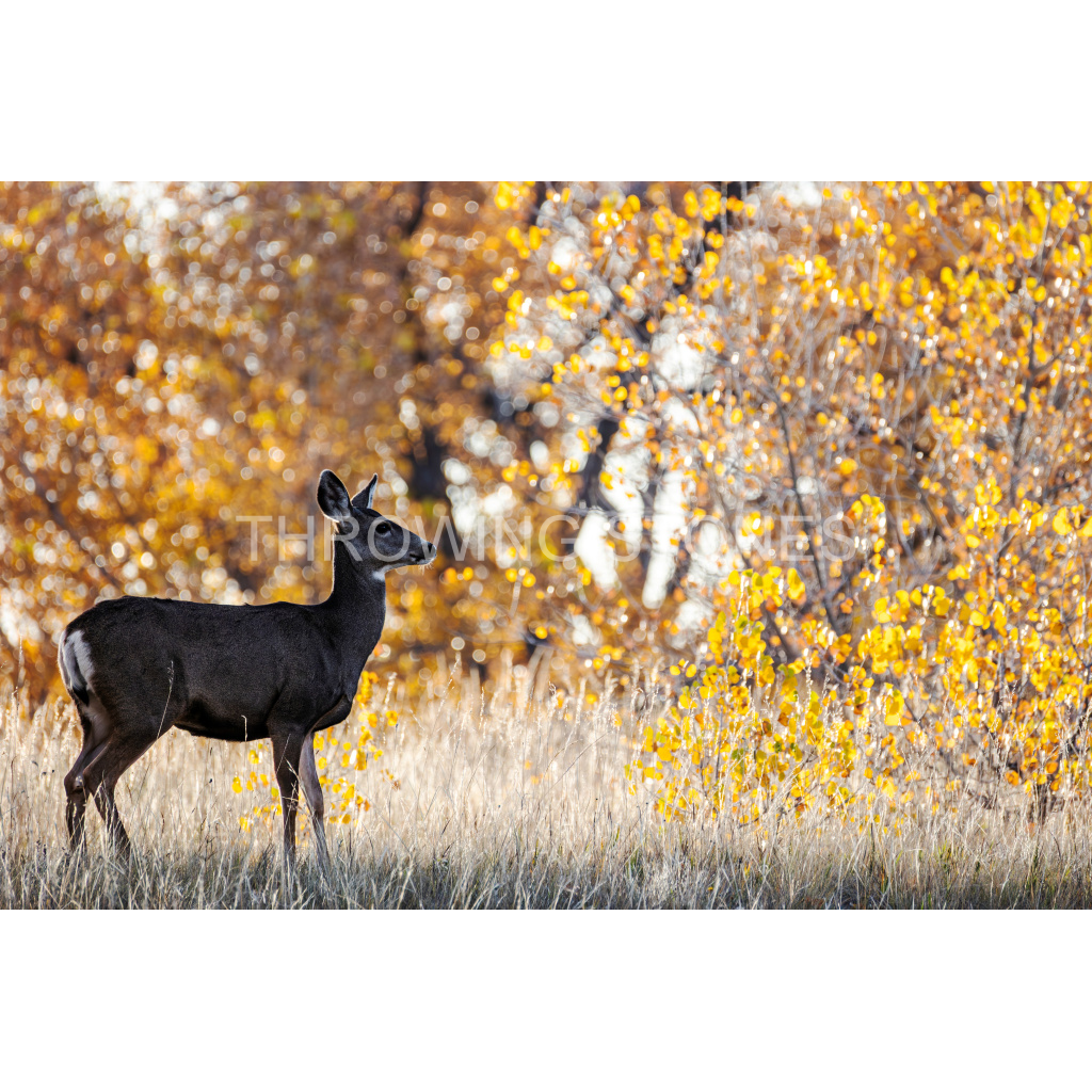 Mule Deer - Fall Moring at Cherry Creek