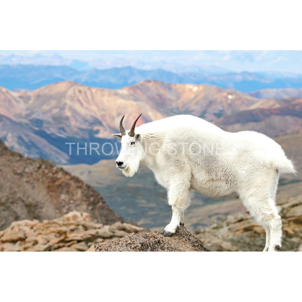 Mountain Goat, Mt. Blue Sky