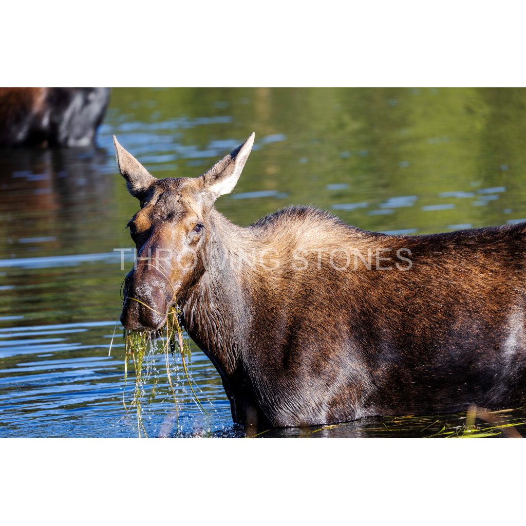 Cow Moose in Sprague Lake