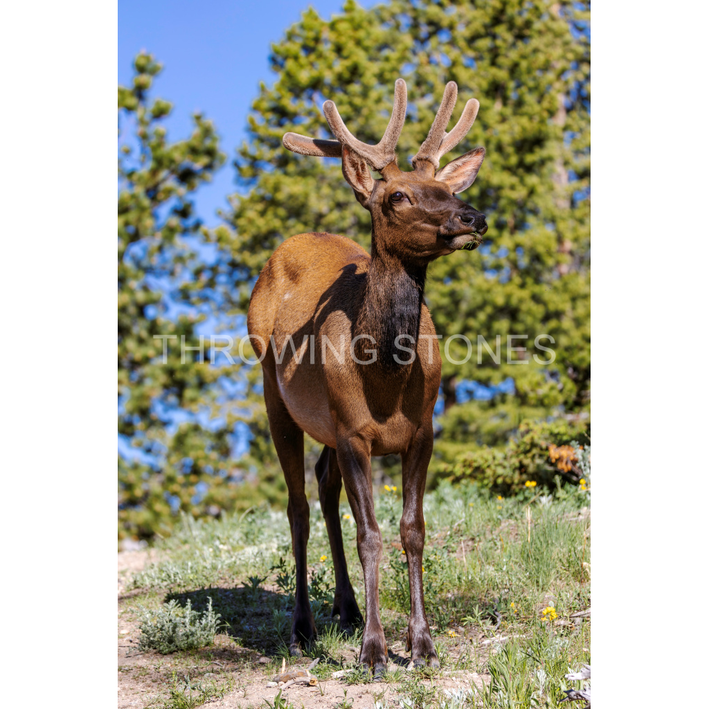Young Elk at Sprague Lake