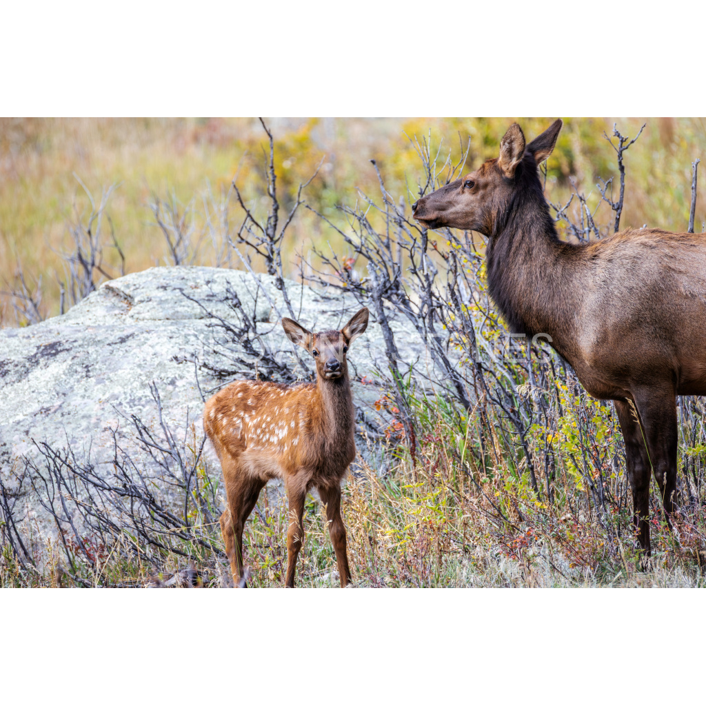 Mom & Baby Elk - Moraine Park