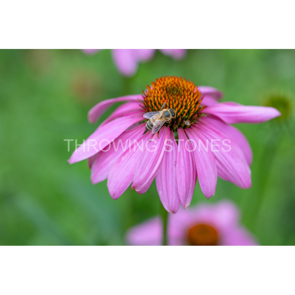 Cone Flower